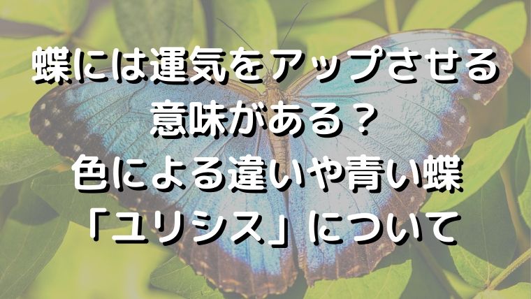 黒い 蝶々 スピリチュアル